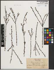 Foto von Salix aurita L.
